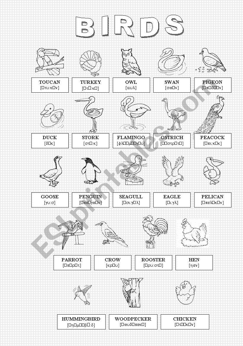 Birds (3/3) worksheet