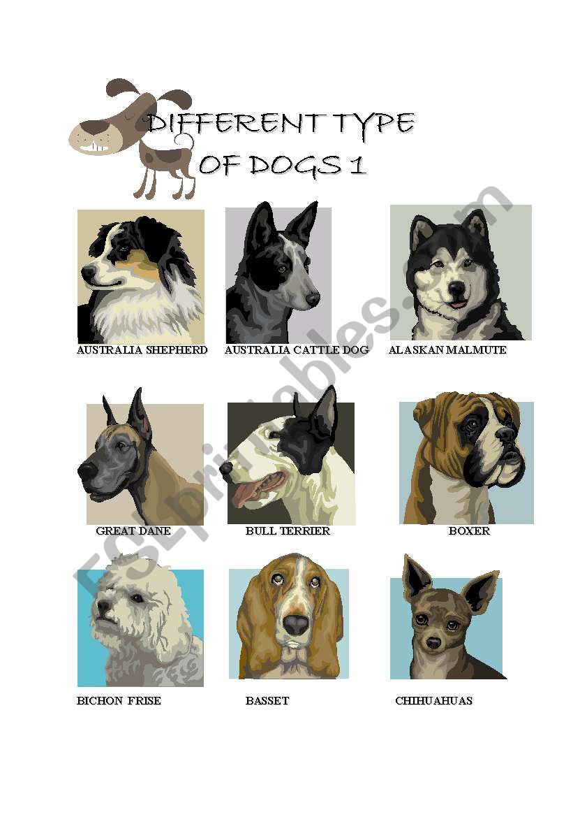 DIFFERENT TYPES OF DOGS 1 worksheet