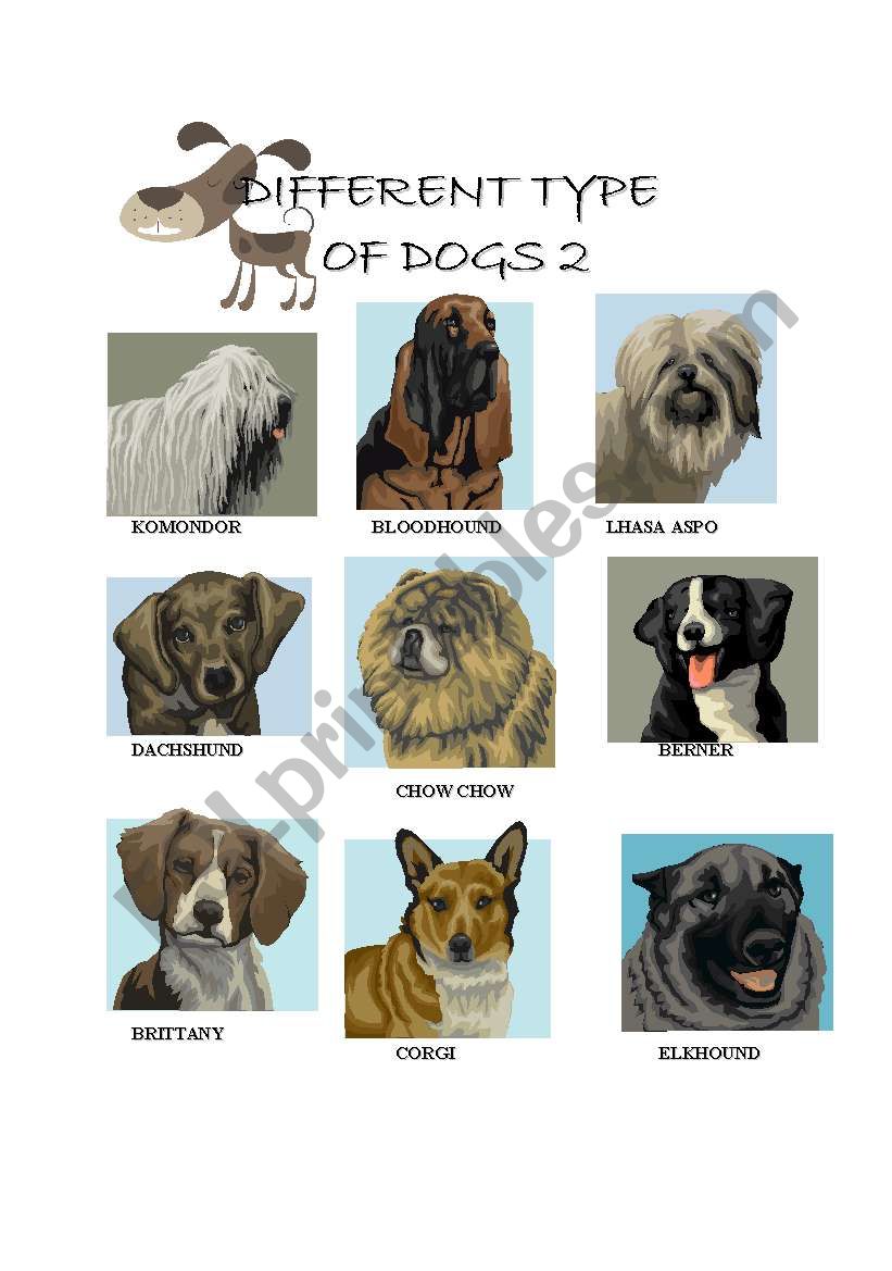 DIFFERENT TYPES OF DOGS worksheet