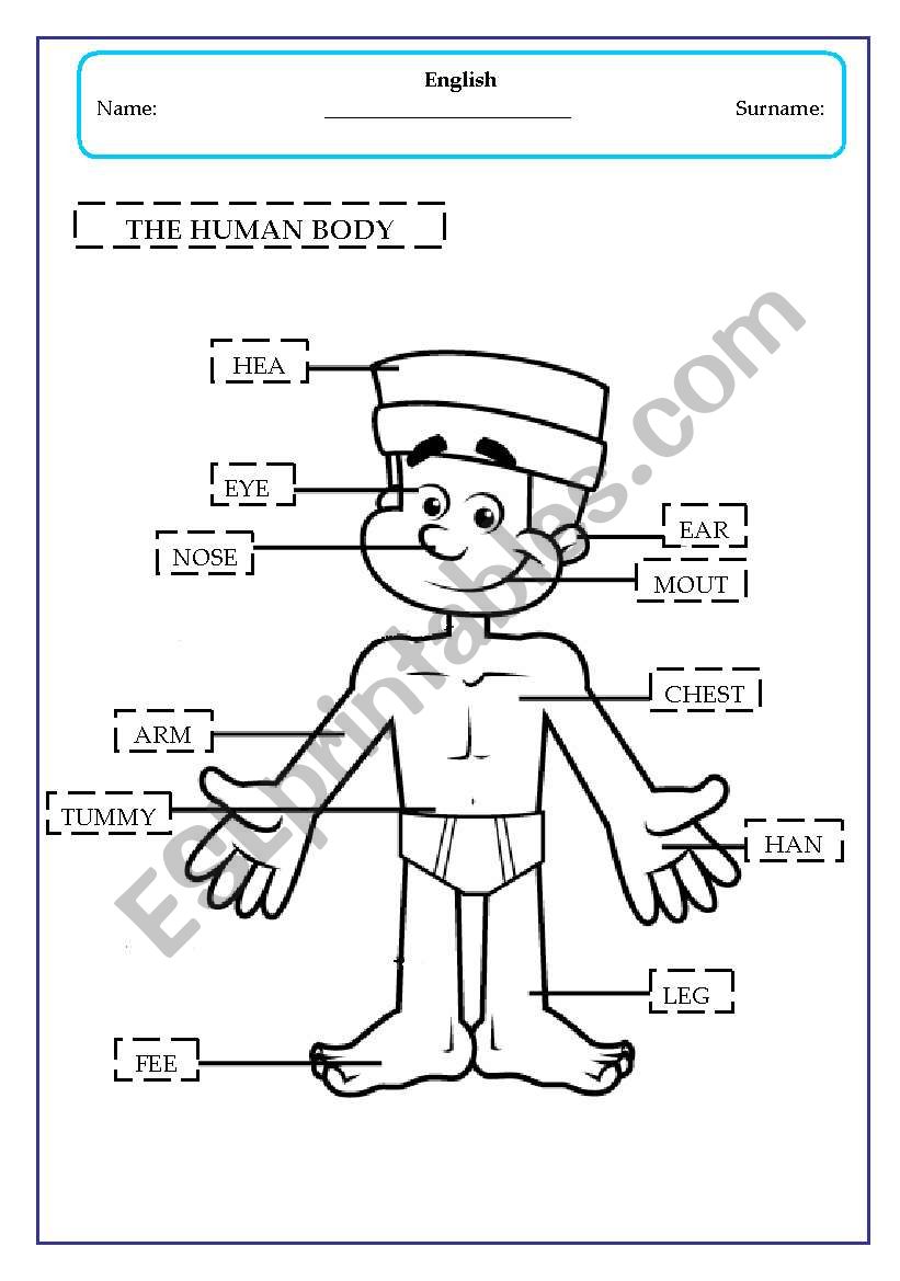 the human body - boy worksheet
