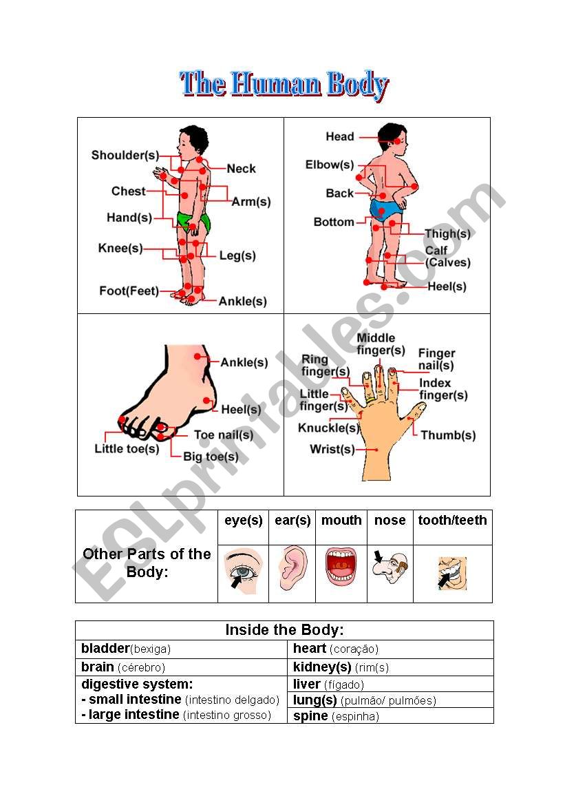 The Human Body worksheet