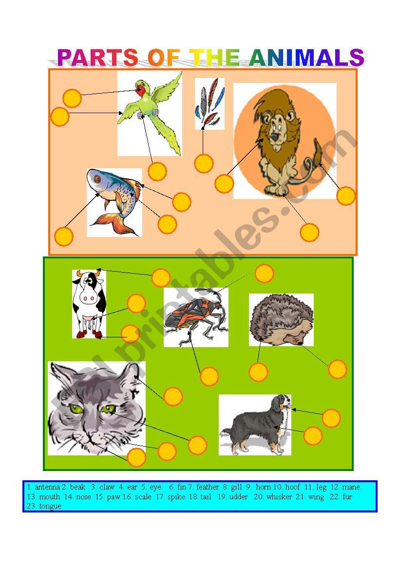 PARTS OF THE ANIMALS-Matching worksheet