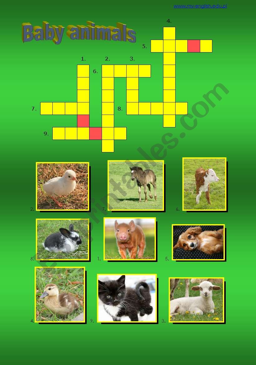 Baby Animals - a crossword worksheet