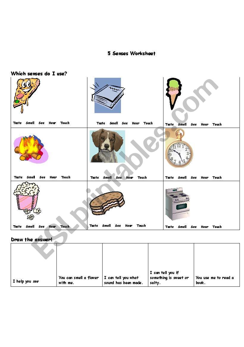 5 Senses Worksheet worksheet