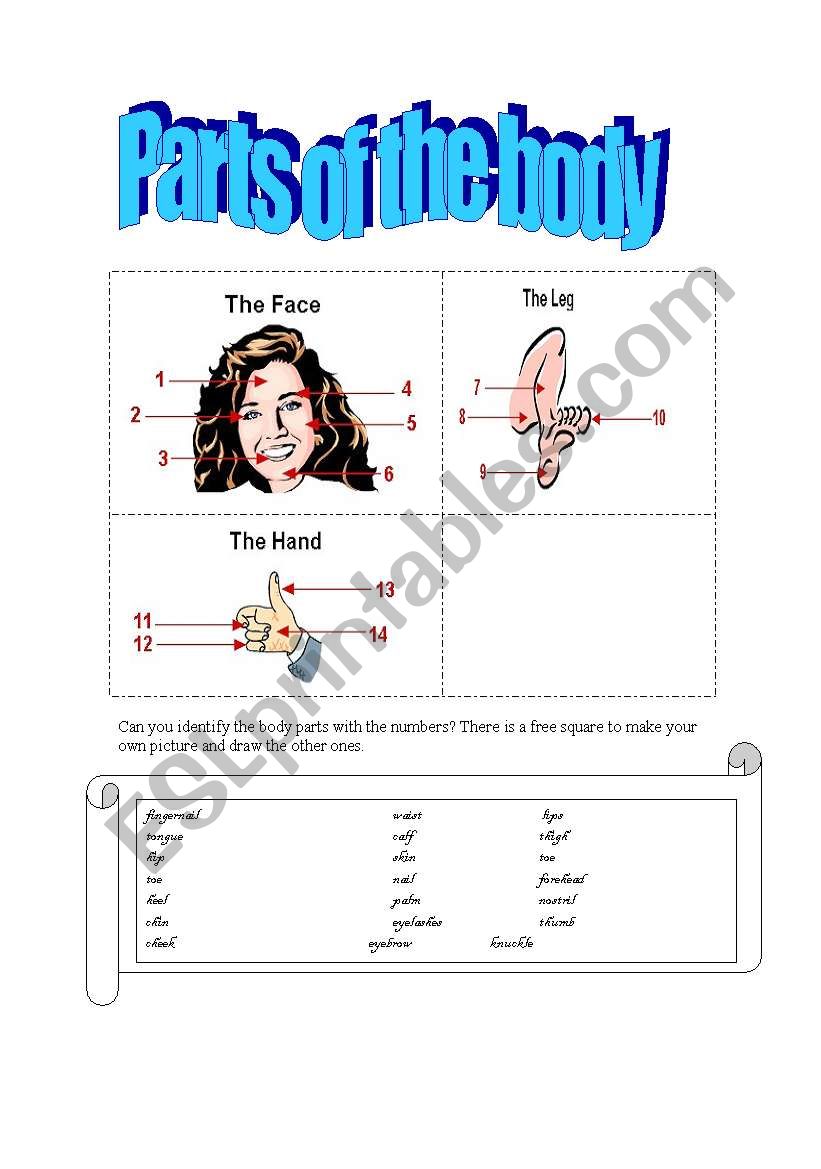 parts of the body worksheet