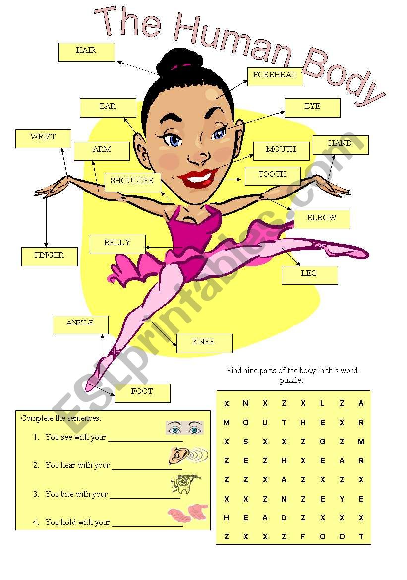 Parts of the body worksheet