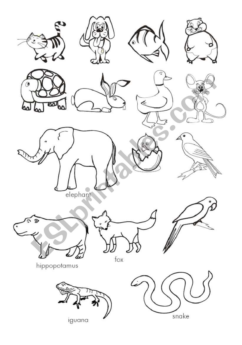 Animals worksheet