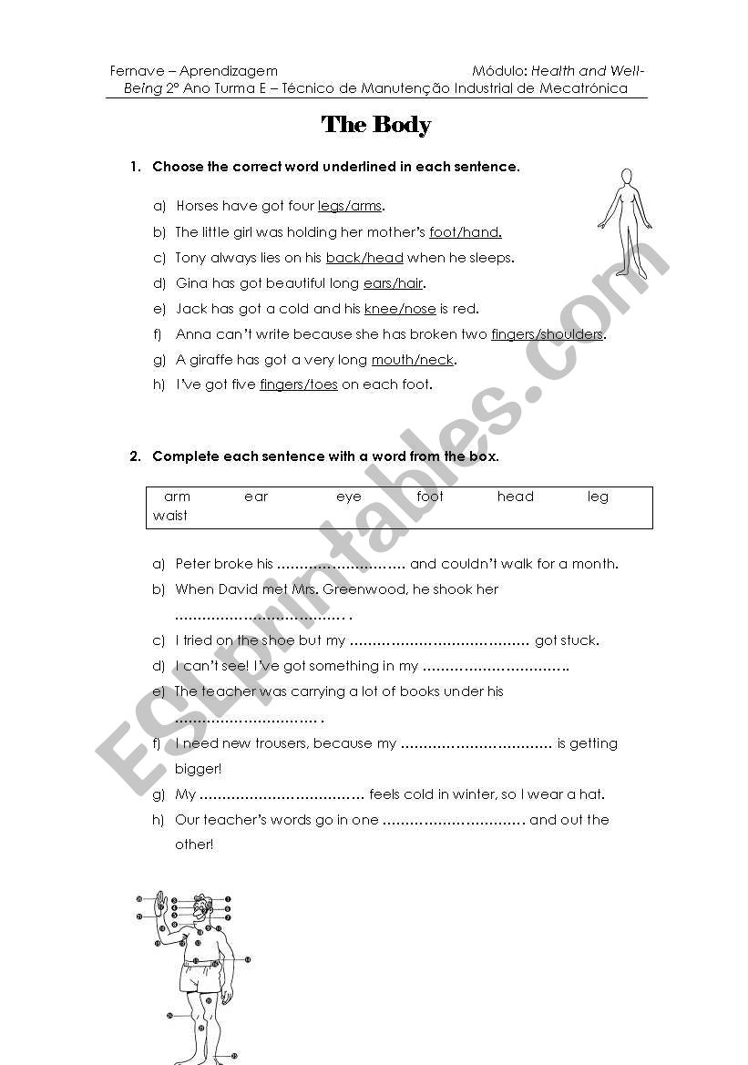 the body worksheet