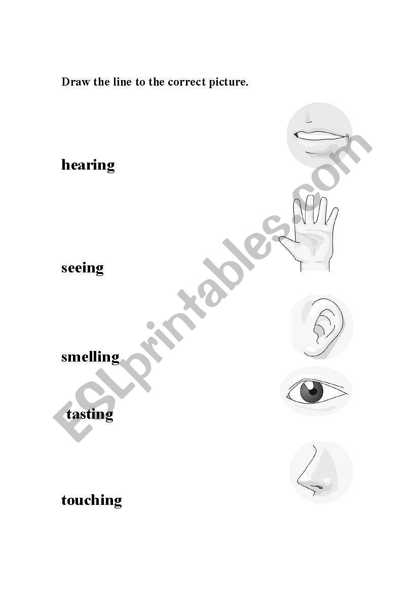 senses worksheet