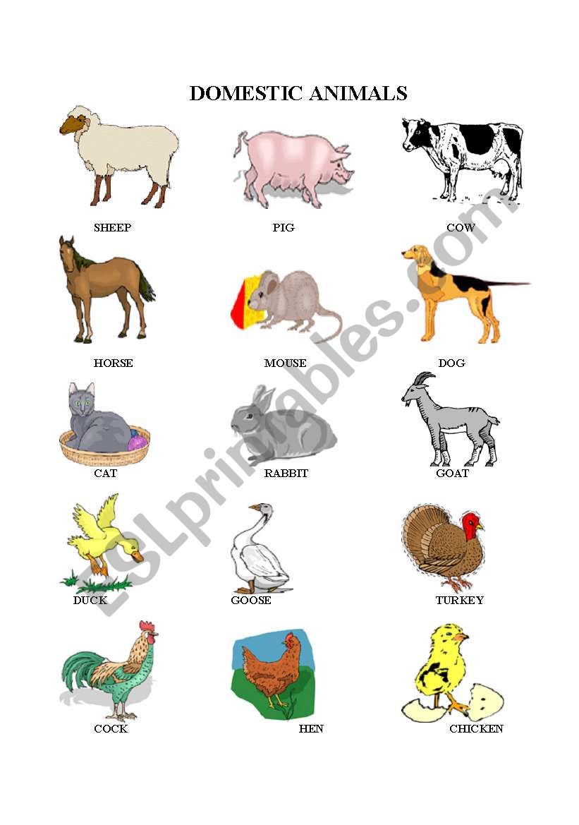 domestic animals worksheet