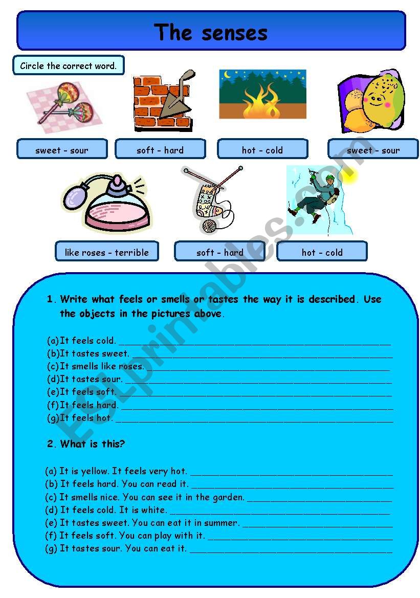 The senses worksheet