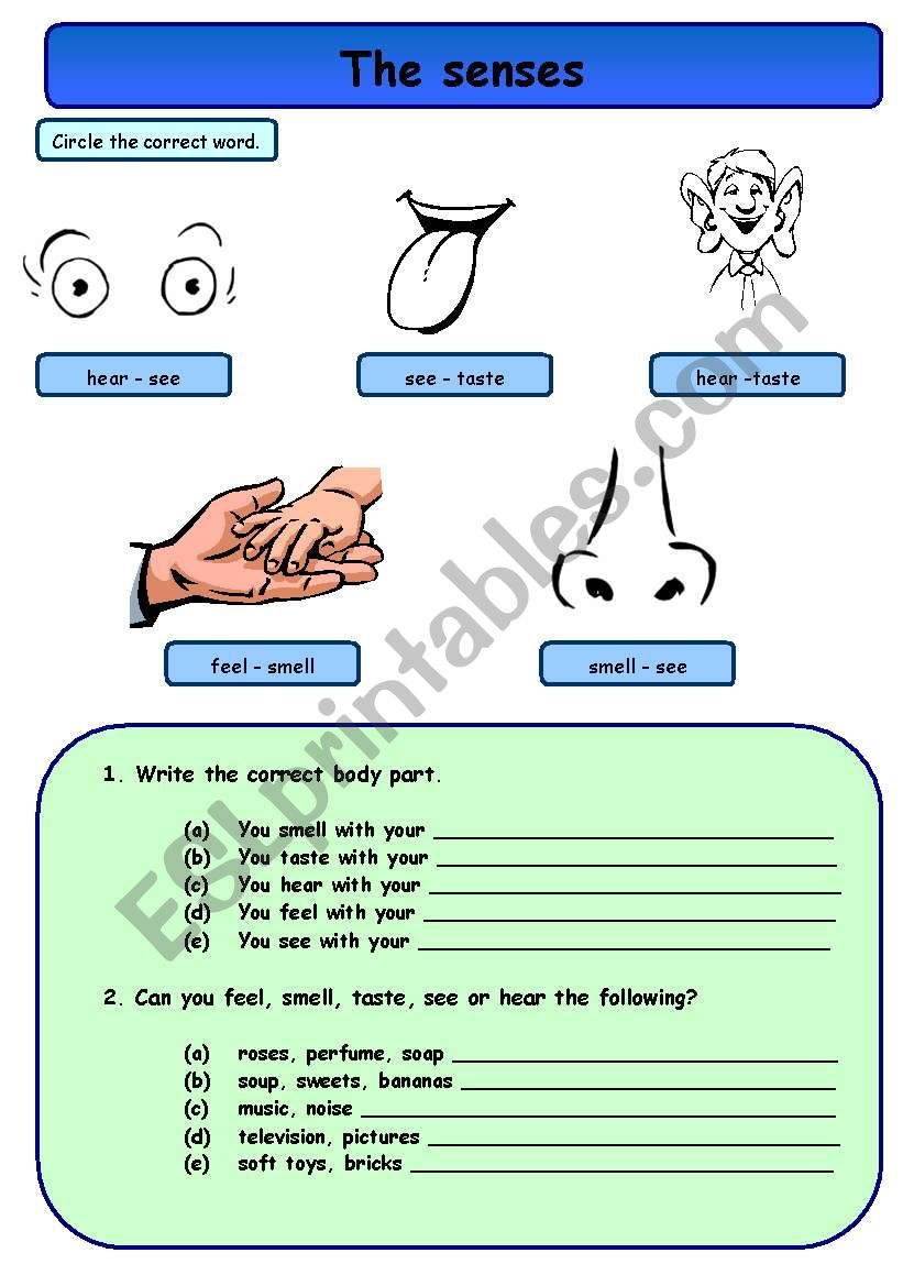 The senses - second part worksheet
