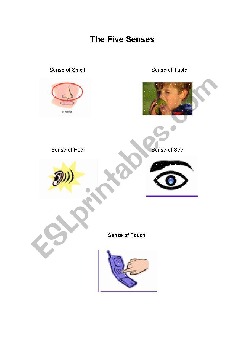 The five senses worksheet