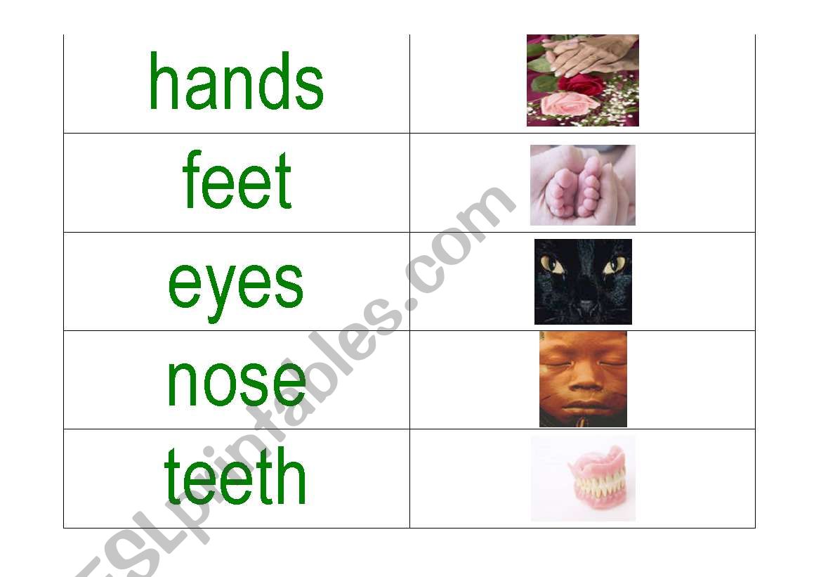 body parts word and picture match