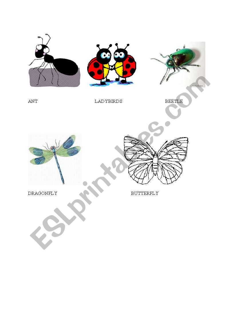 flashcard with basic insects worksheet