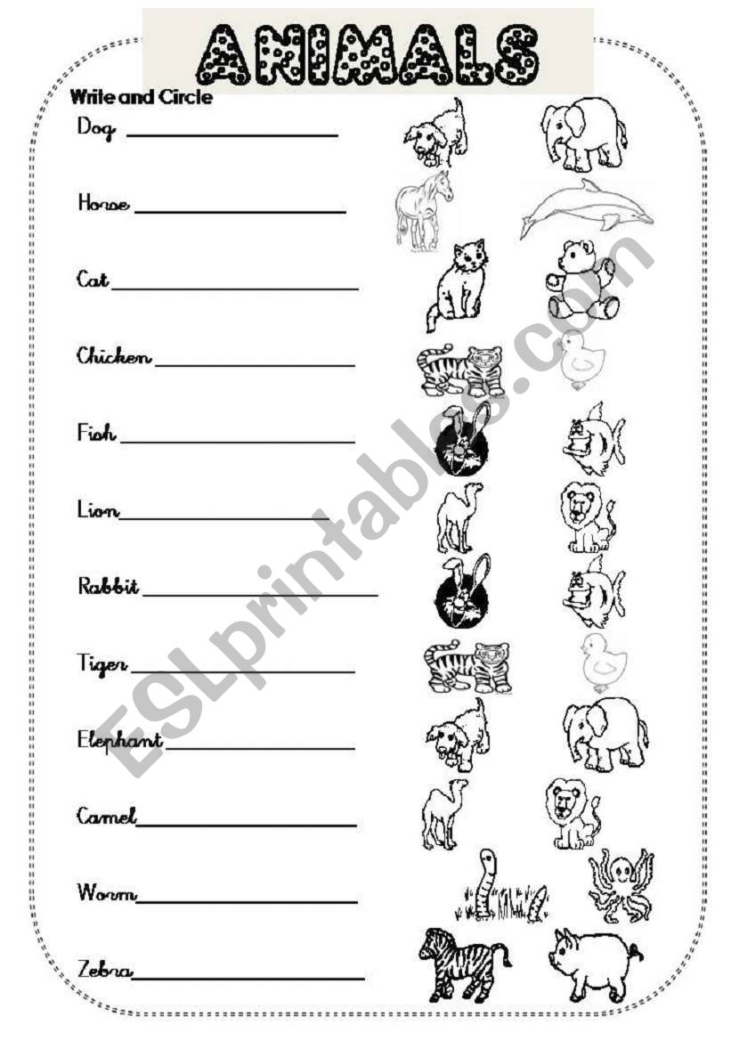 Animals worksheet