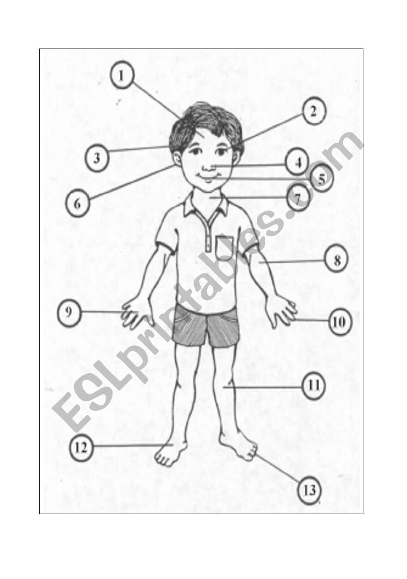 Parts of the body exercise worksheet