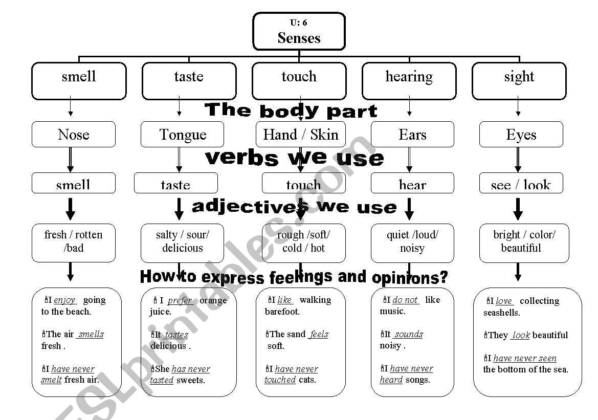 senses - ESL worksheet by Nona1399