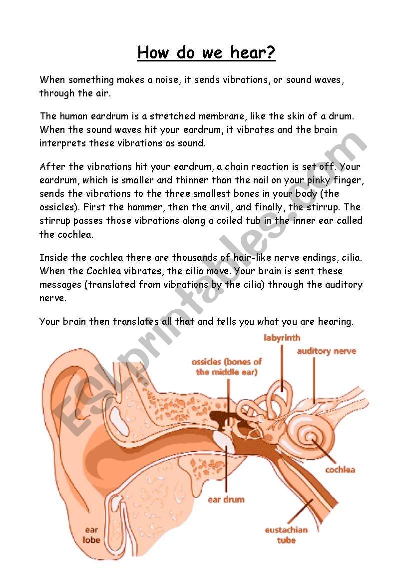 How Do We Hear worksheet