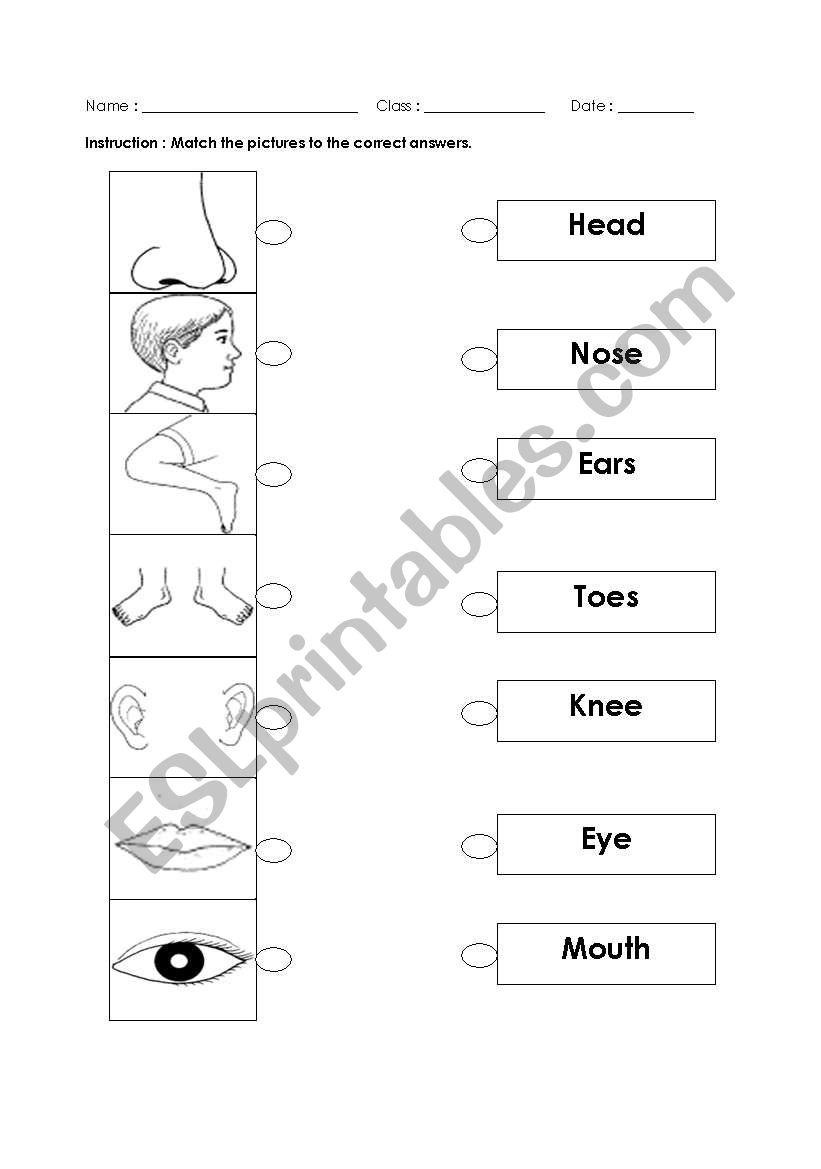 parts of body worksheet