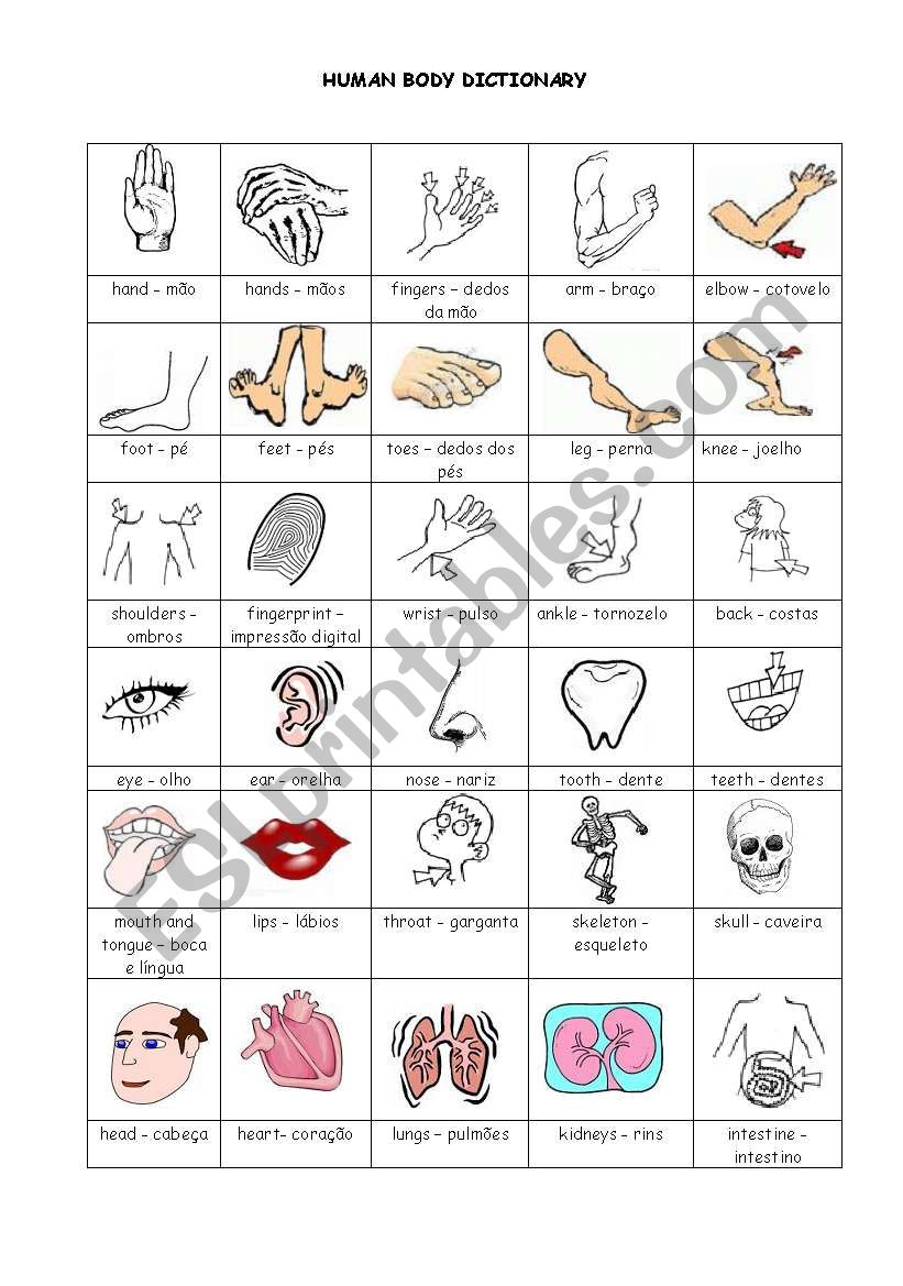 Human Body Picture Dictionary worksheet