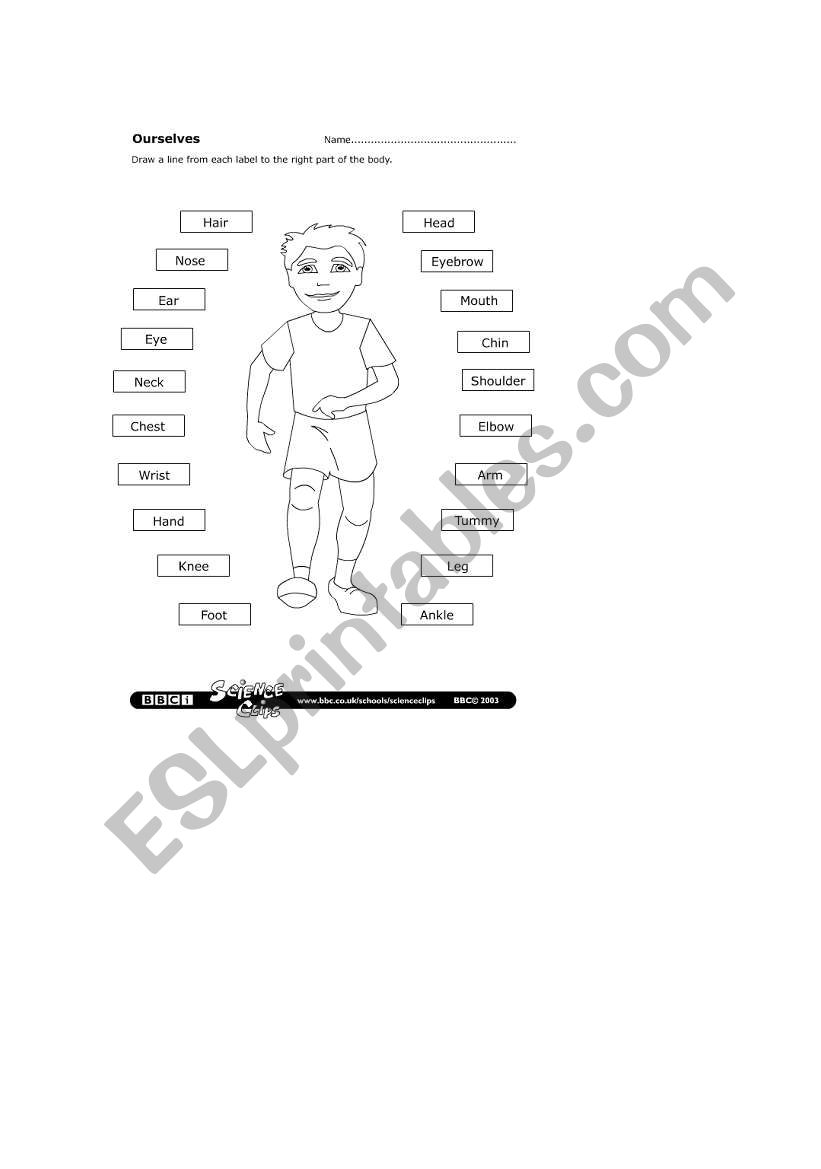 body parts worksheet