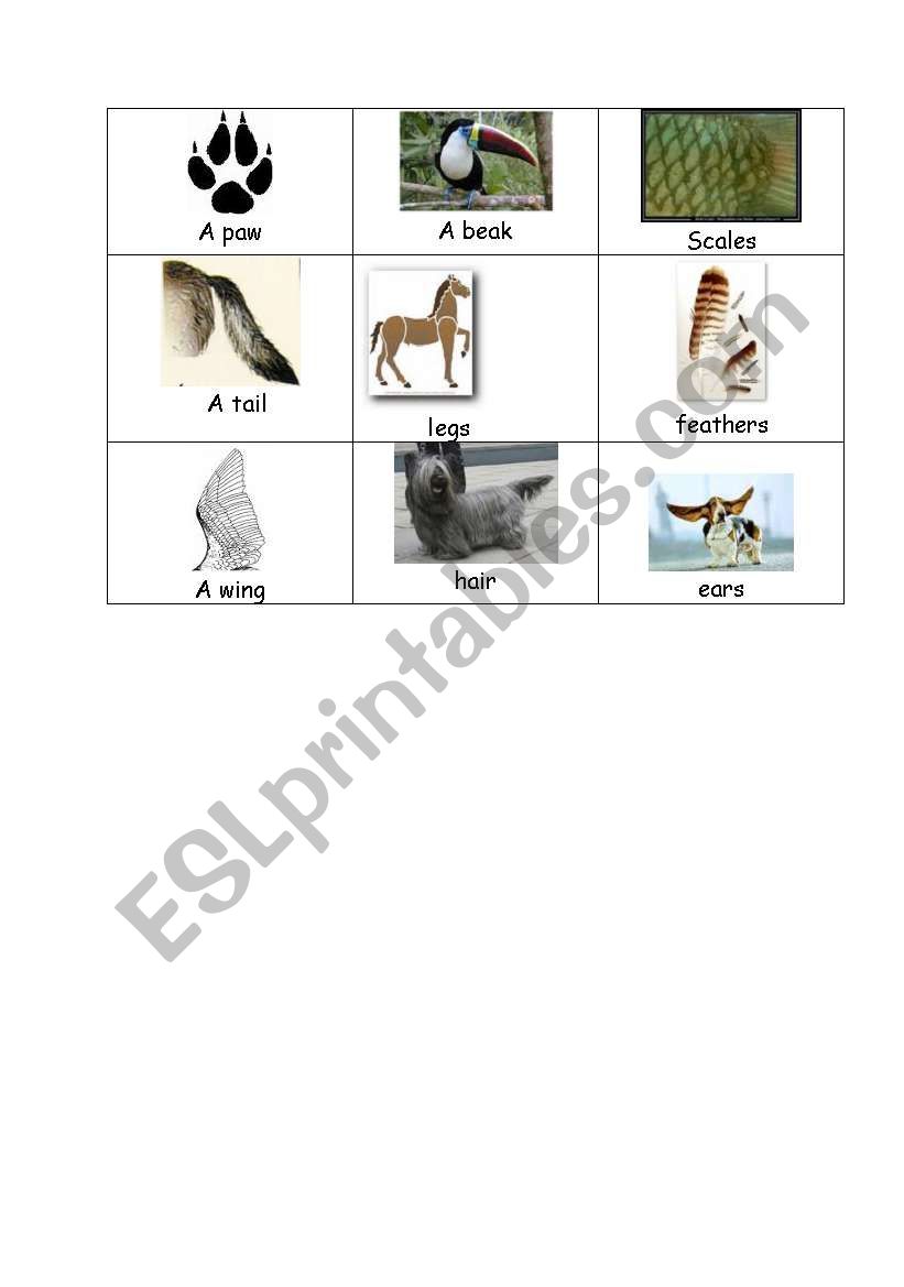 animals body parts worksheet