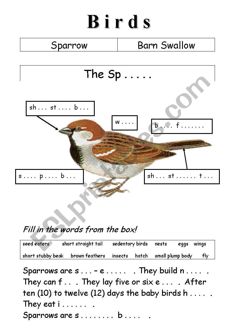 Birds worksheet