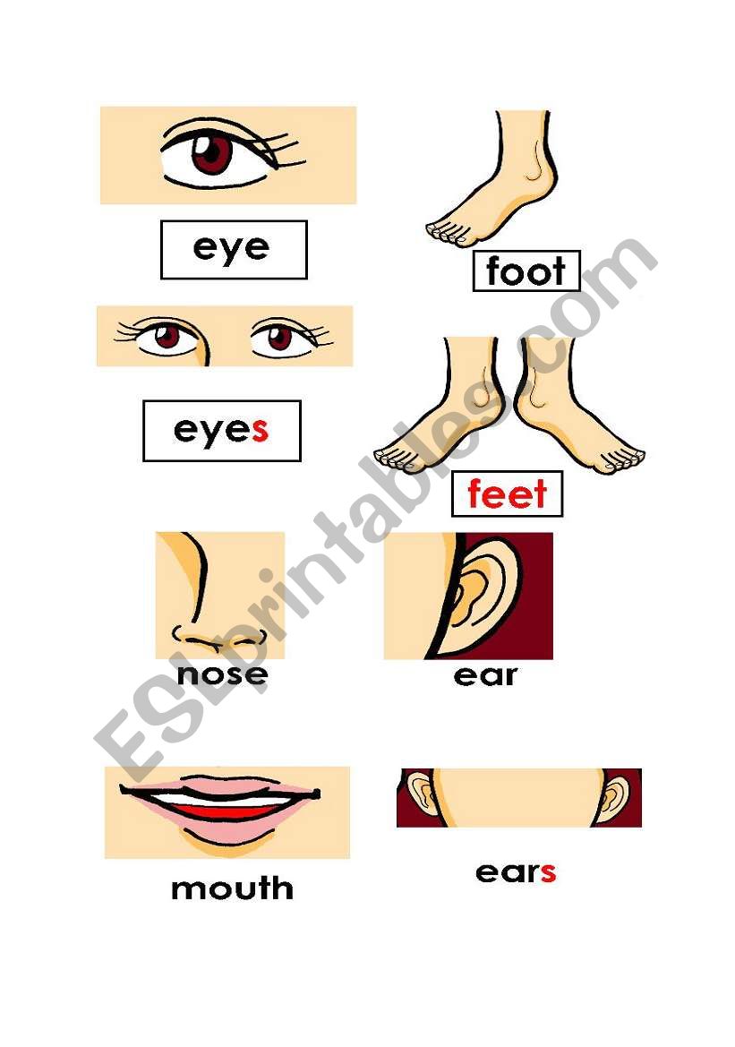 Body Parts worksheet