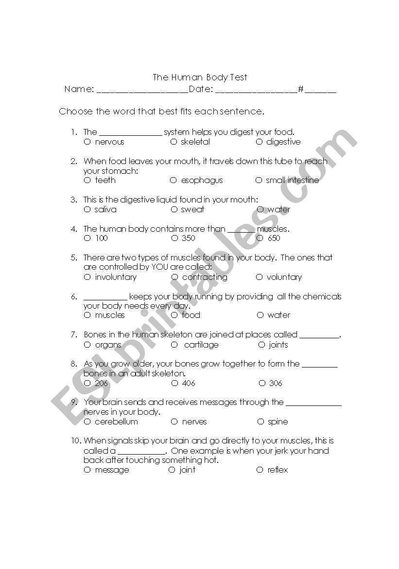 The Human Body worksheet