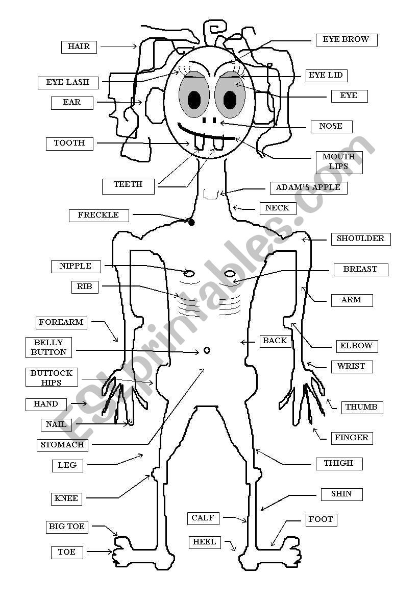 Body Monster worksheet