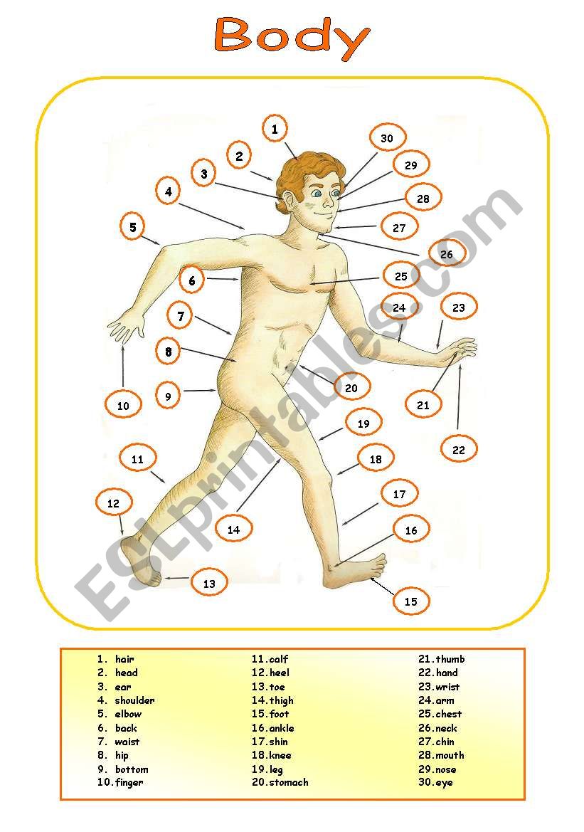 body worksheet