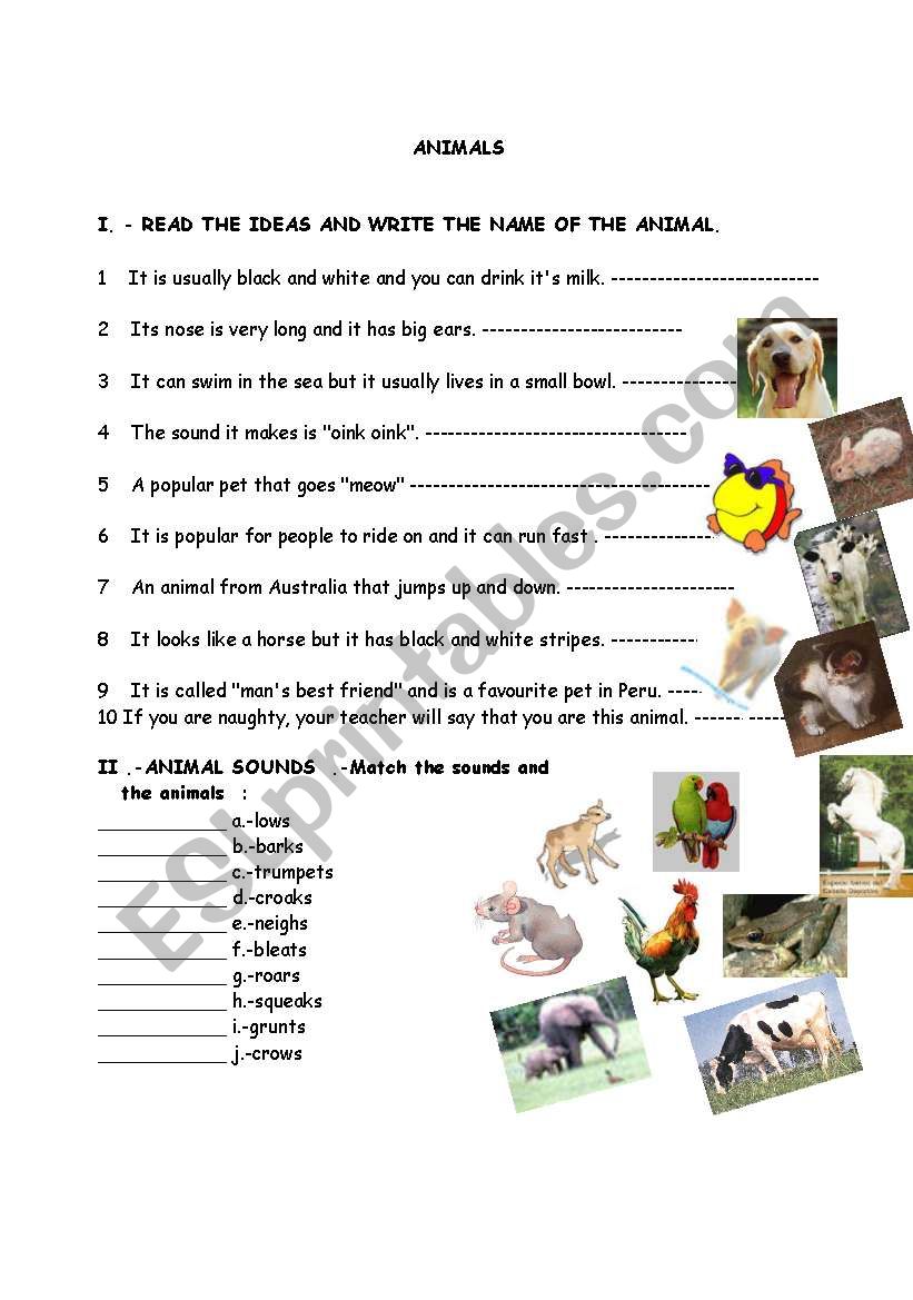 Animals and animal sounds worksheet