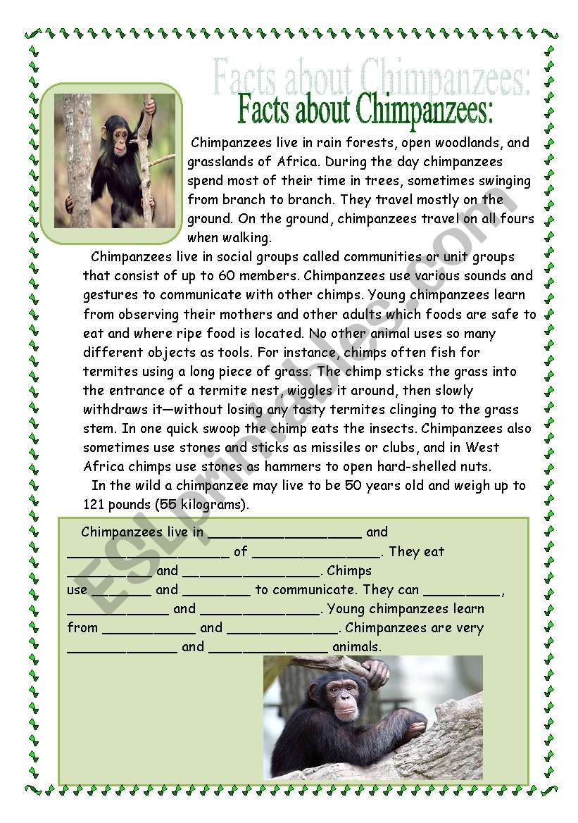 Chimpanzees worksheet