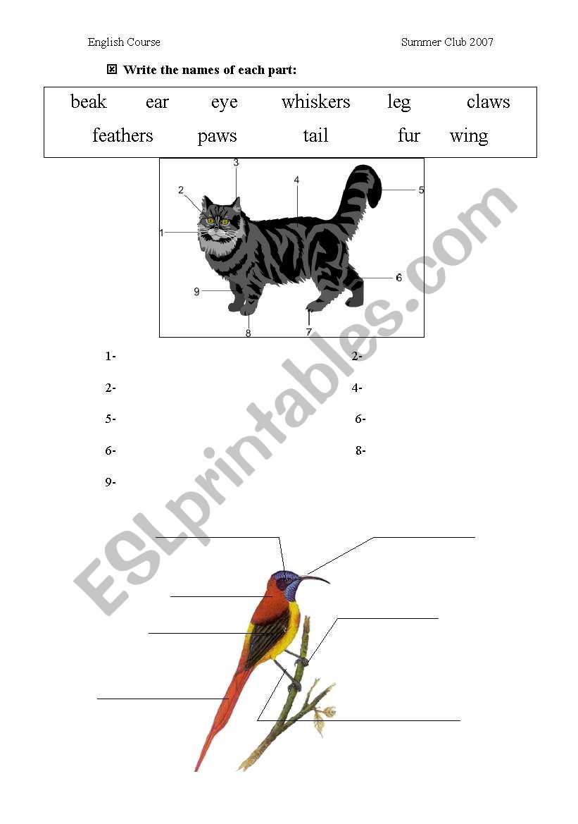 Parts of animals bodies worksheet