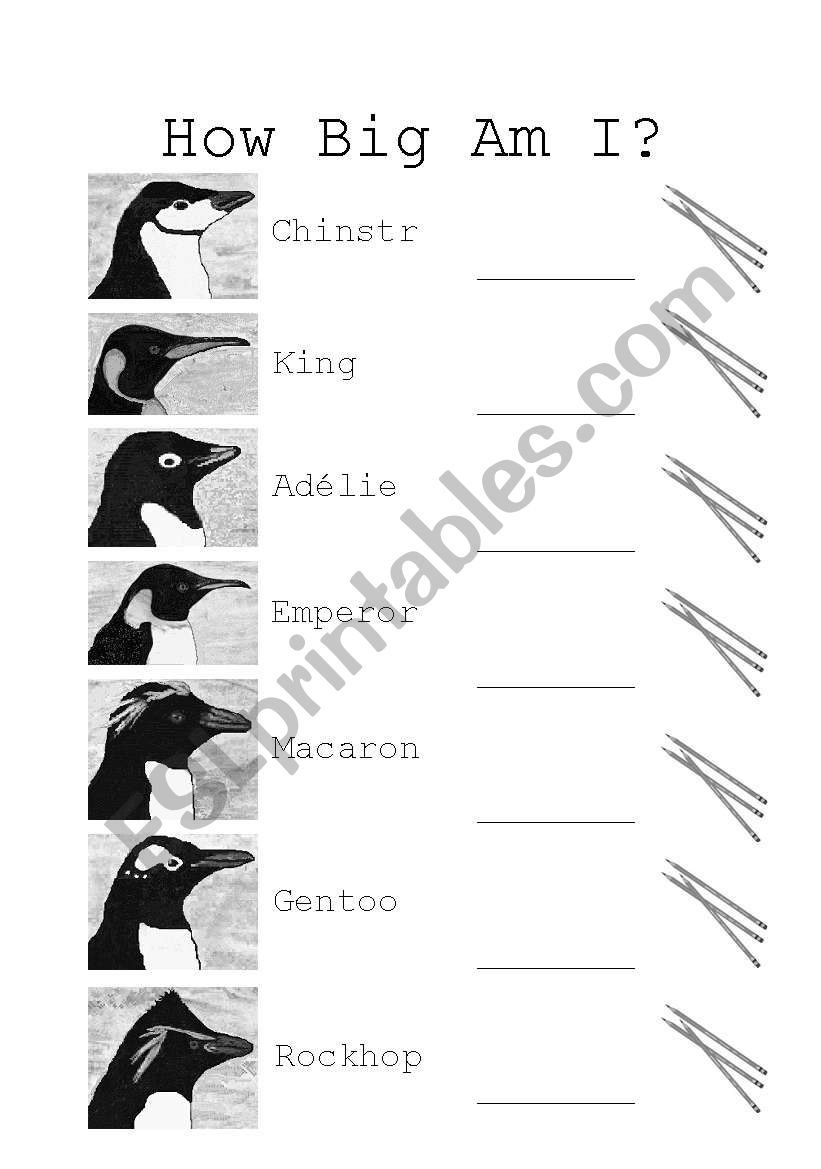 Penguin Measurement worksheet