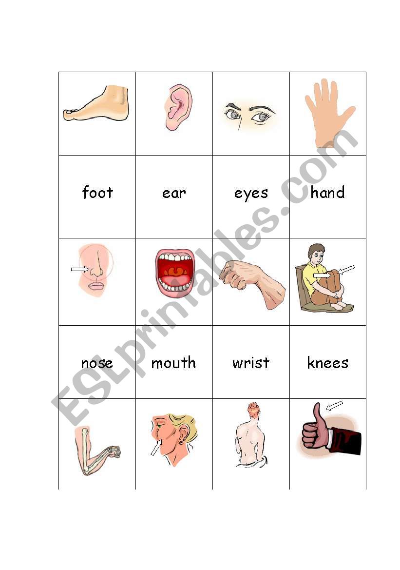 Body Parts Concentration  worksheet