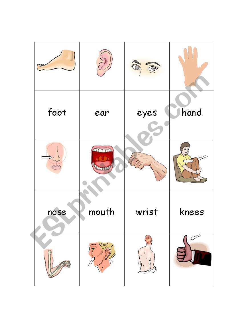 English Worksheets Body Parts Concentration