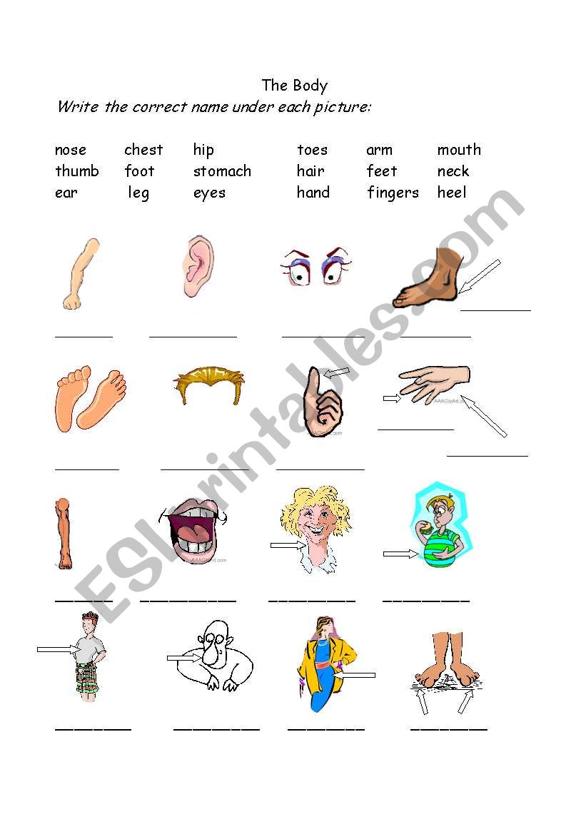 Body Parts worksheet