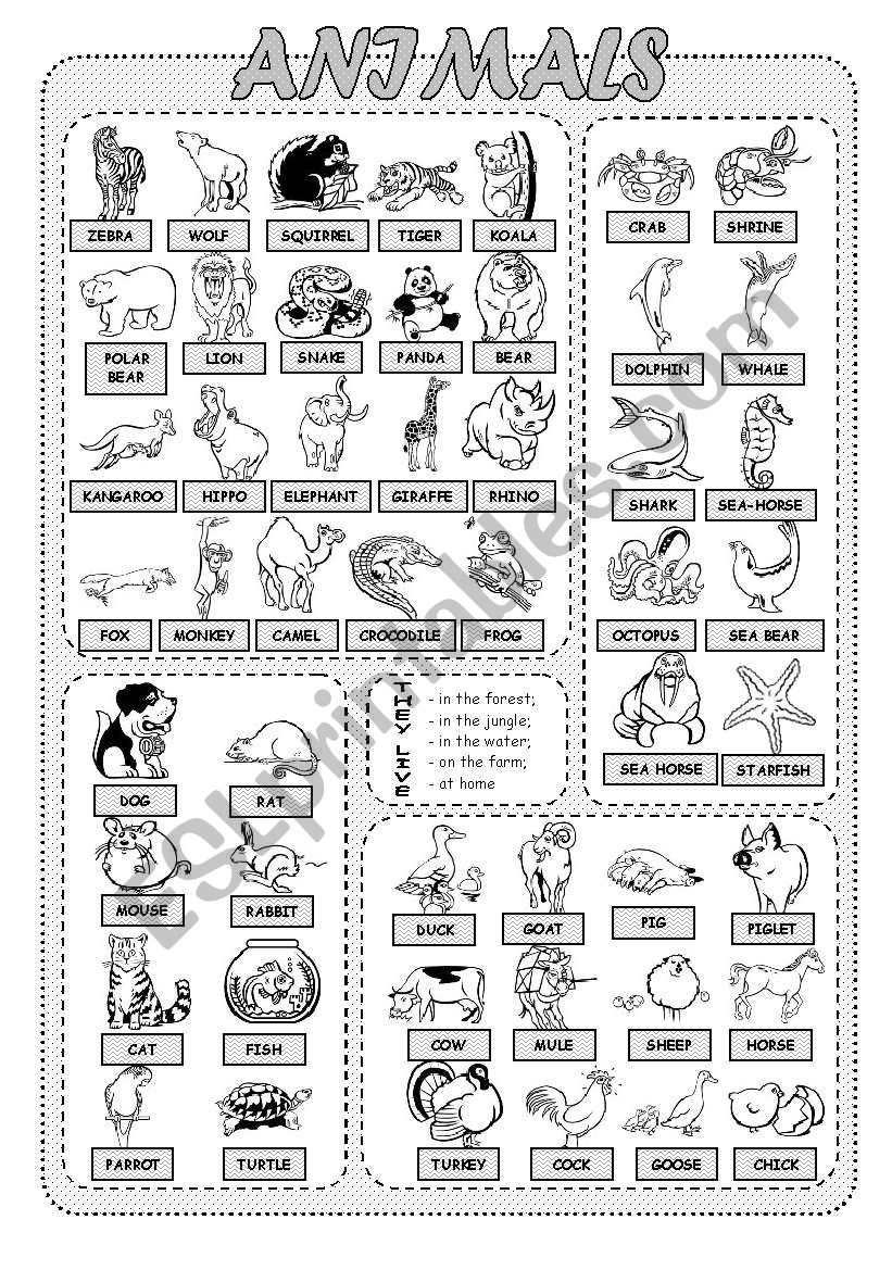 Animals worksheet