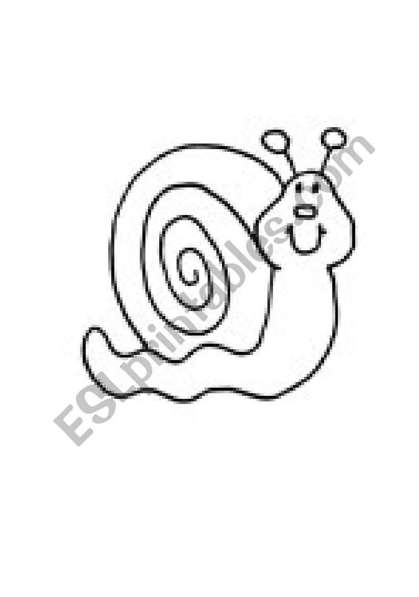 snail worksheet