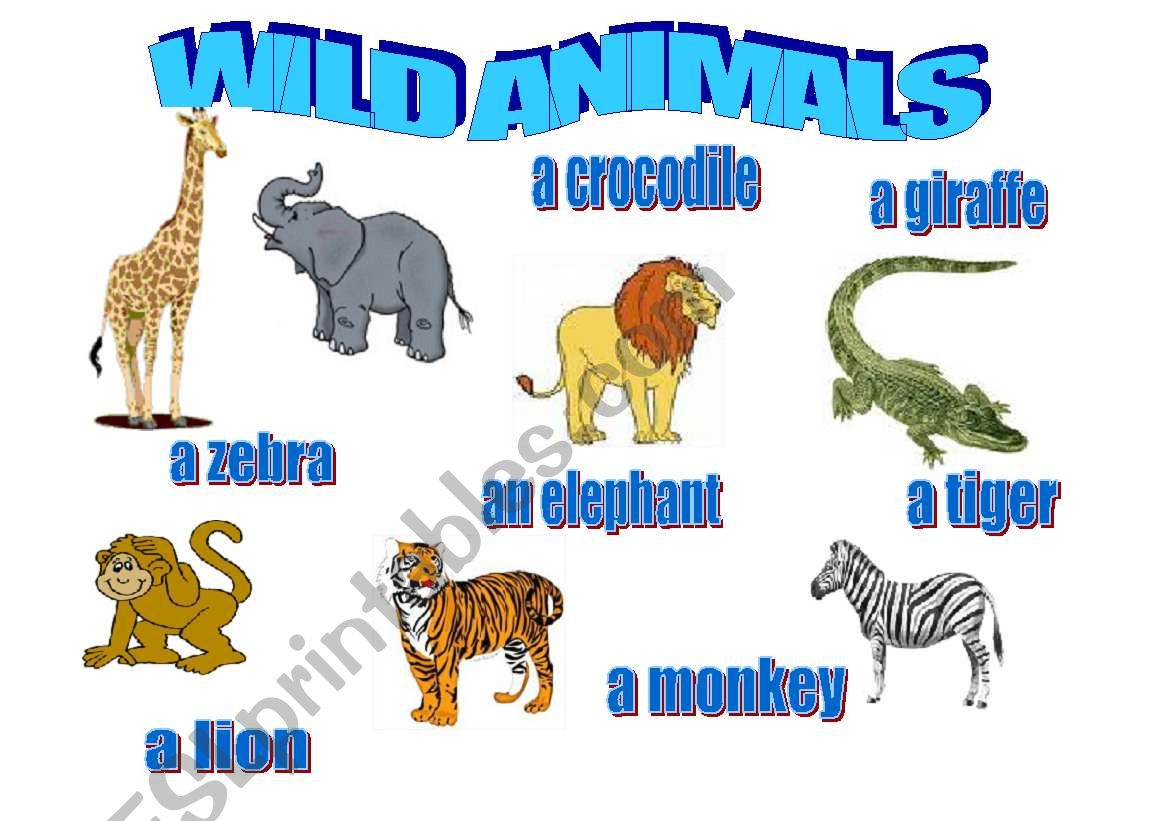 Animals  worksheet