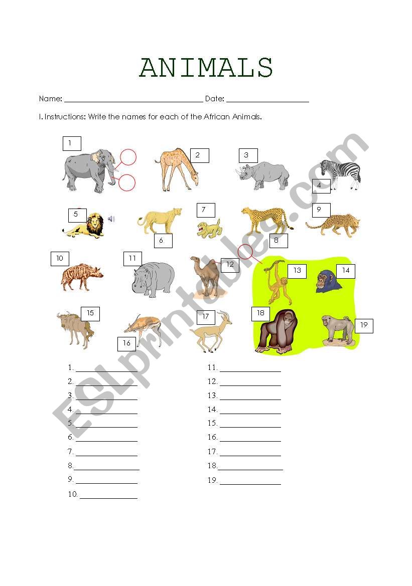 African Animals worksheet