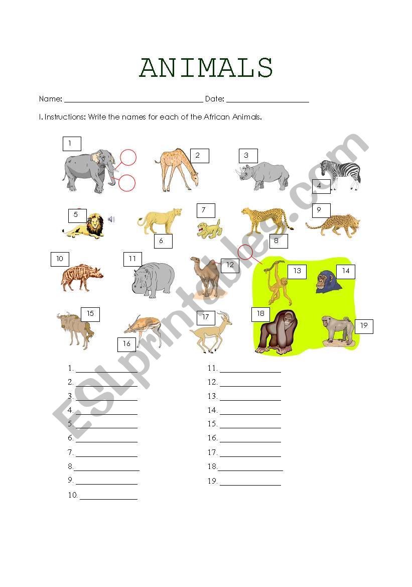 African Animals worksheet