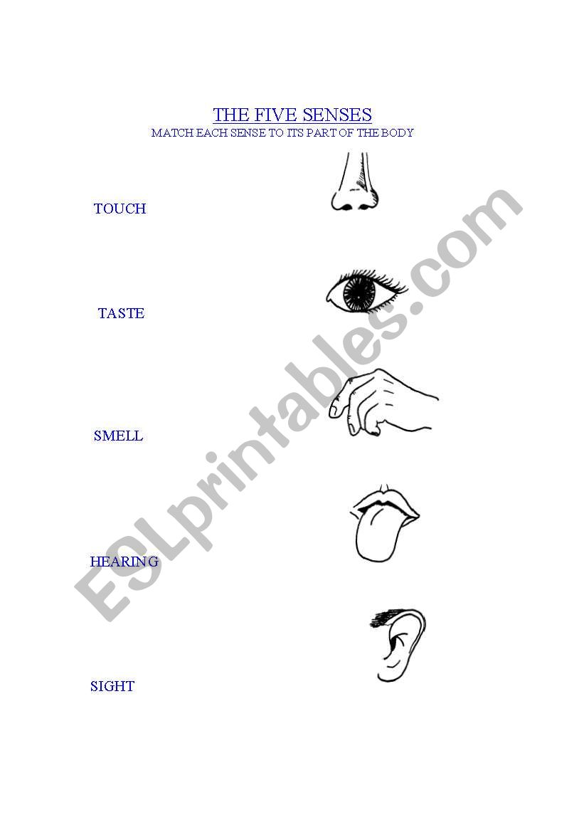 FIVE SENSES worksheet