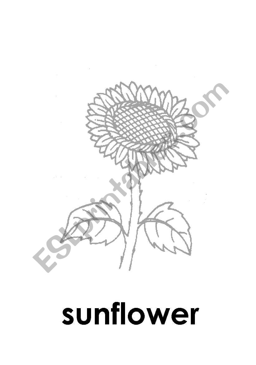 flowers and insects worksheet