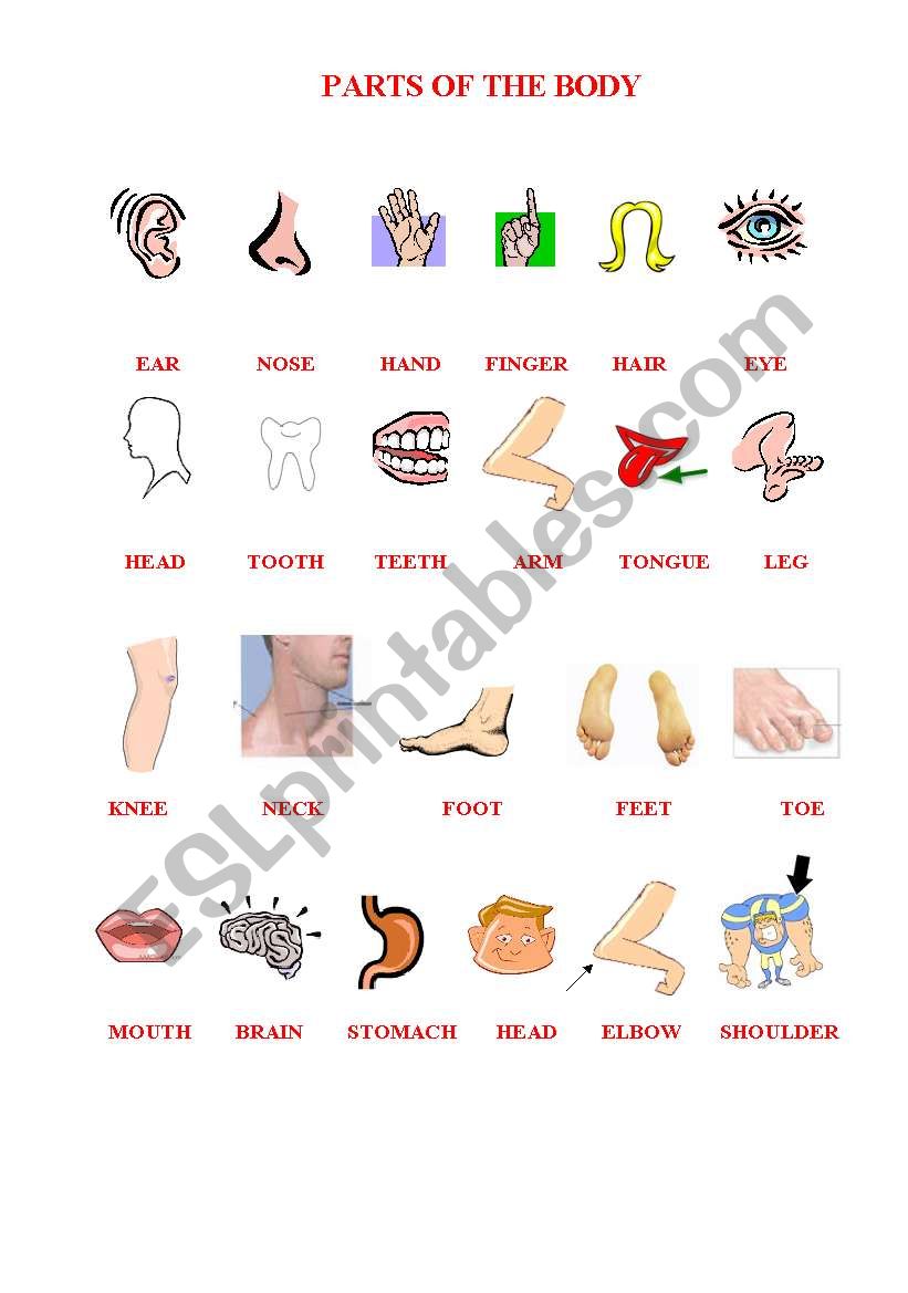 PARTS OF THE BODY PICTIONARY worksheet