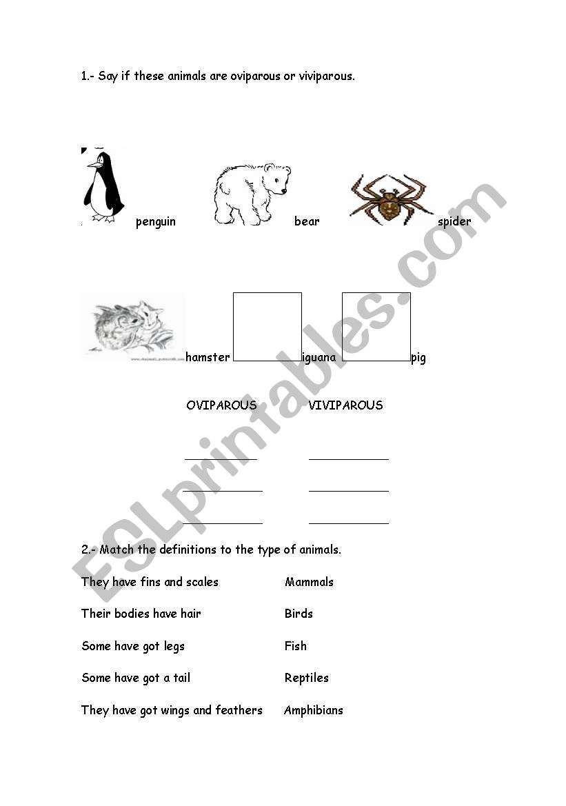 Oviparous/Viviparous worksheet