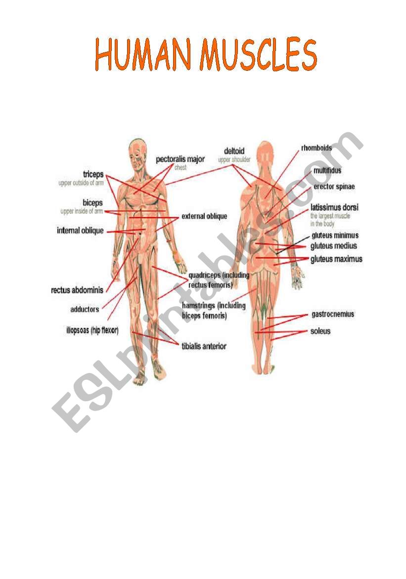 HUMAN MUSCLES worksheet