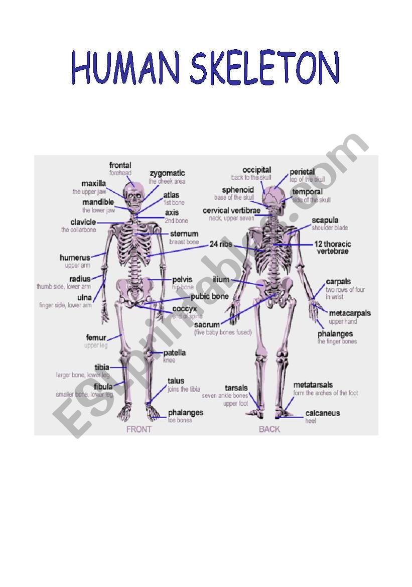 HUMAN SKELETON worksheet